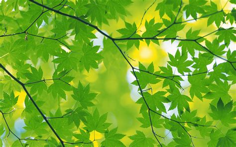 Free Green Leaves Background Images Photos .